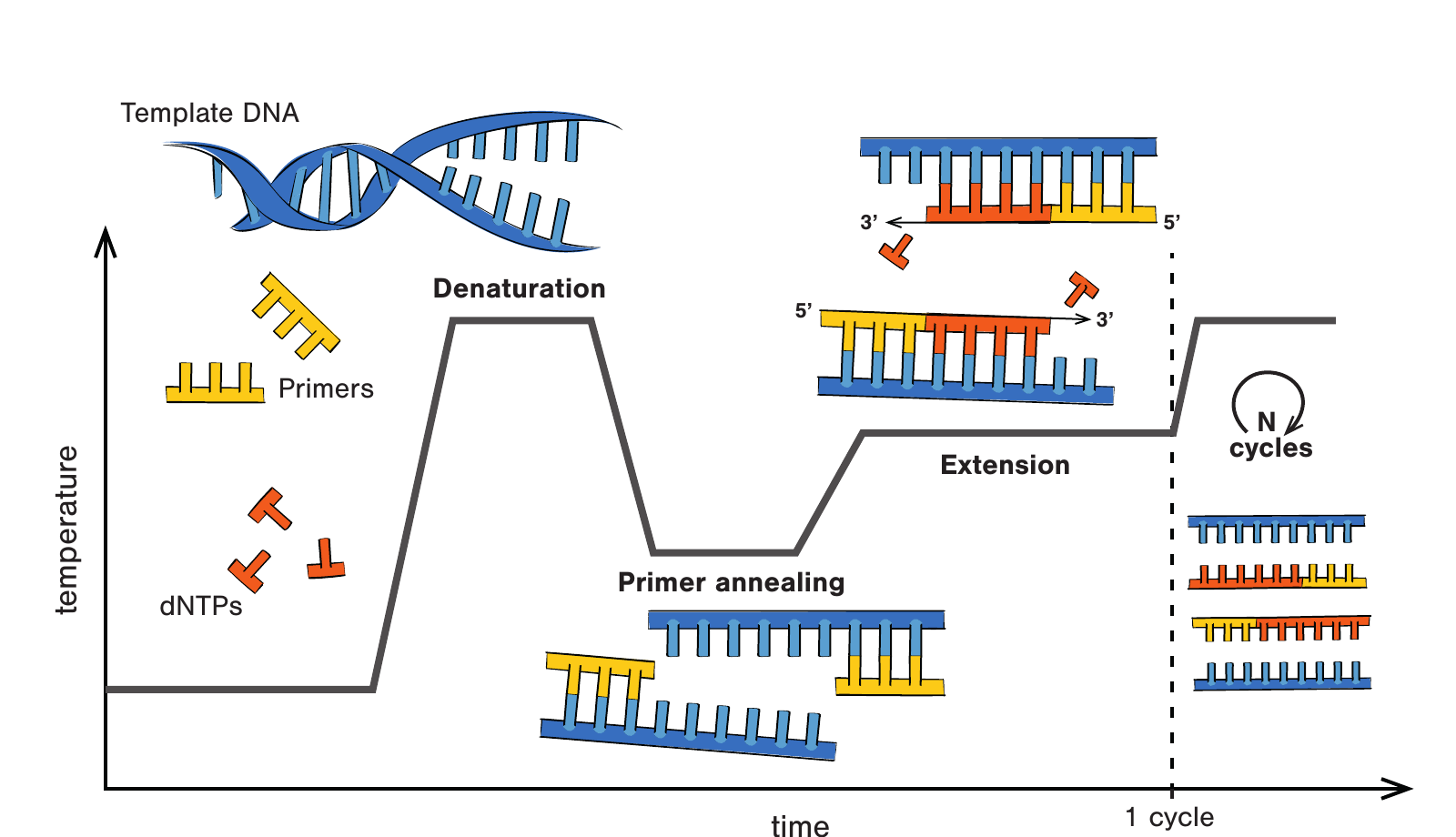 Figure 2.1 的 PCR 温度曲线：双链 DNA 在高温变性，降温后 primers 退火，随后 polymerase 延伸新链，循环重复