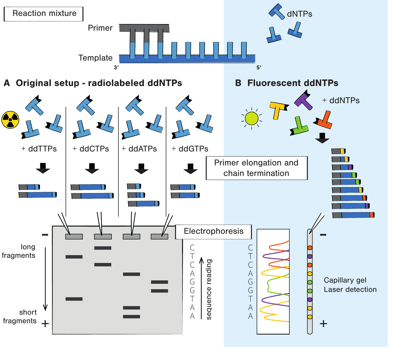 Figure 2.2 的 Sanger 流程：左侧是四个放射性 ddNTP 反应和四泳道 gel，右侧是单管四色荧光 ddNTP 与 capillary laser detection