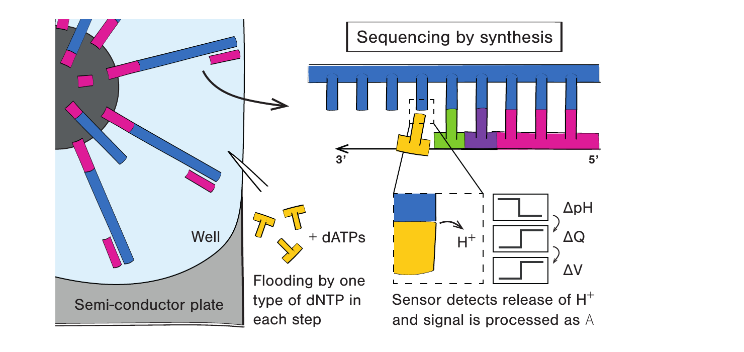 Figure 2.5 的 Ion Torrent：模板包被的 bead 位于 semiconductor well 中，每轮灌入一种 dNTP，掺入释放 H+，sensor 将 pH 变化转换为电信号