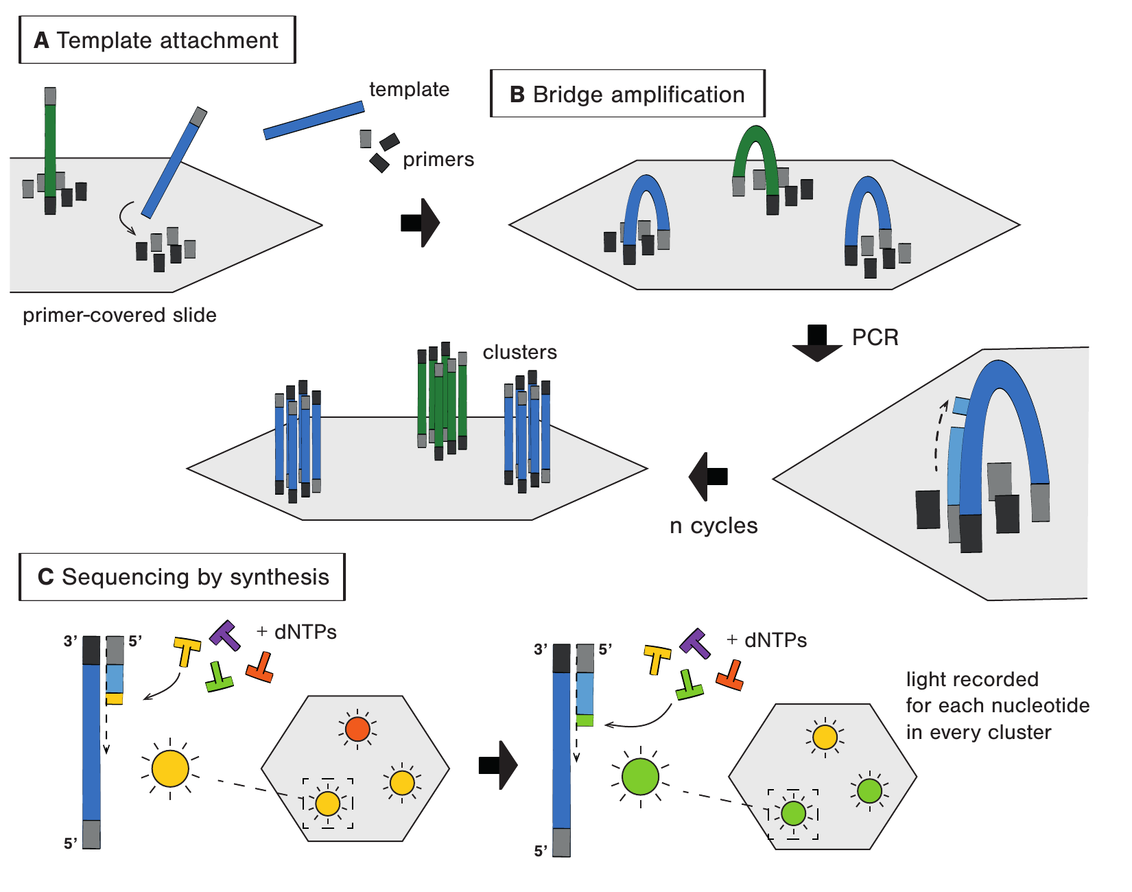 Figure 2.6 的 Illumina sequencing：library template 附着到 primer-covered slide，bridge amplification 形成 clusters，随后 fluorescent reversible terminator sequencing by synthesis
