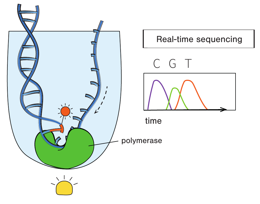 Figure 2.7 的 PacBio SMRT sequencing：polymerase 固定在 ZMW 底部，带荧光的 nucleotide 掺入时发出 nucleotide-specific signal，并被实时记录