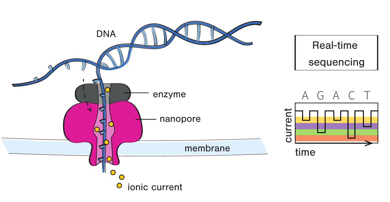 Figure 2.8 的 Nanopore sequencing：motor enzyme 控制 DNA 或 RNA strand 穿过 membrane 中的 nanopore，传感器记录 ionic current 随时间的变化